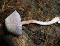 Laccaria amethystina image
