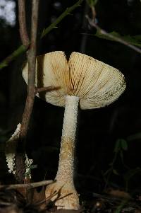 Amanita daucipes image