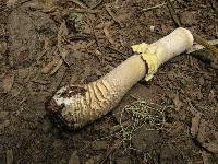 Amanita augusta image