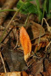 Cordyceps militaris image