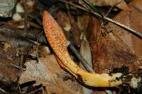 Cordyceps militaris image