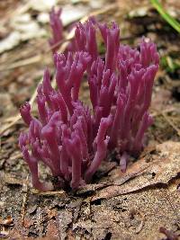 Clavaria zollingeri image