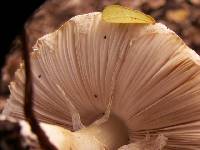 Agaricus subrufescens image