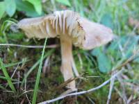 Hygrocybe nitrata image