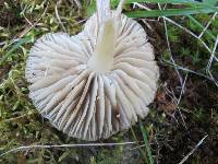 Hygrocybe nitrata image