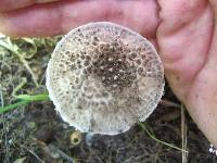 Amanita onusta image