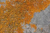 Xanthoria elegans image
