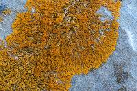 Xanthoria elegans image