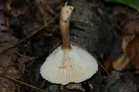 Lactarius petersenii image