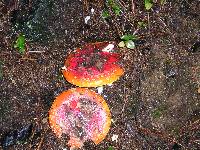 Amanita amerimuscaria image