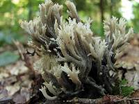 Clavulina coralloides image