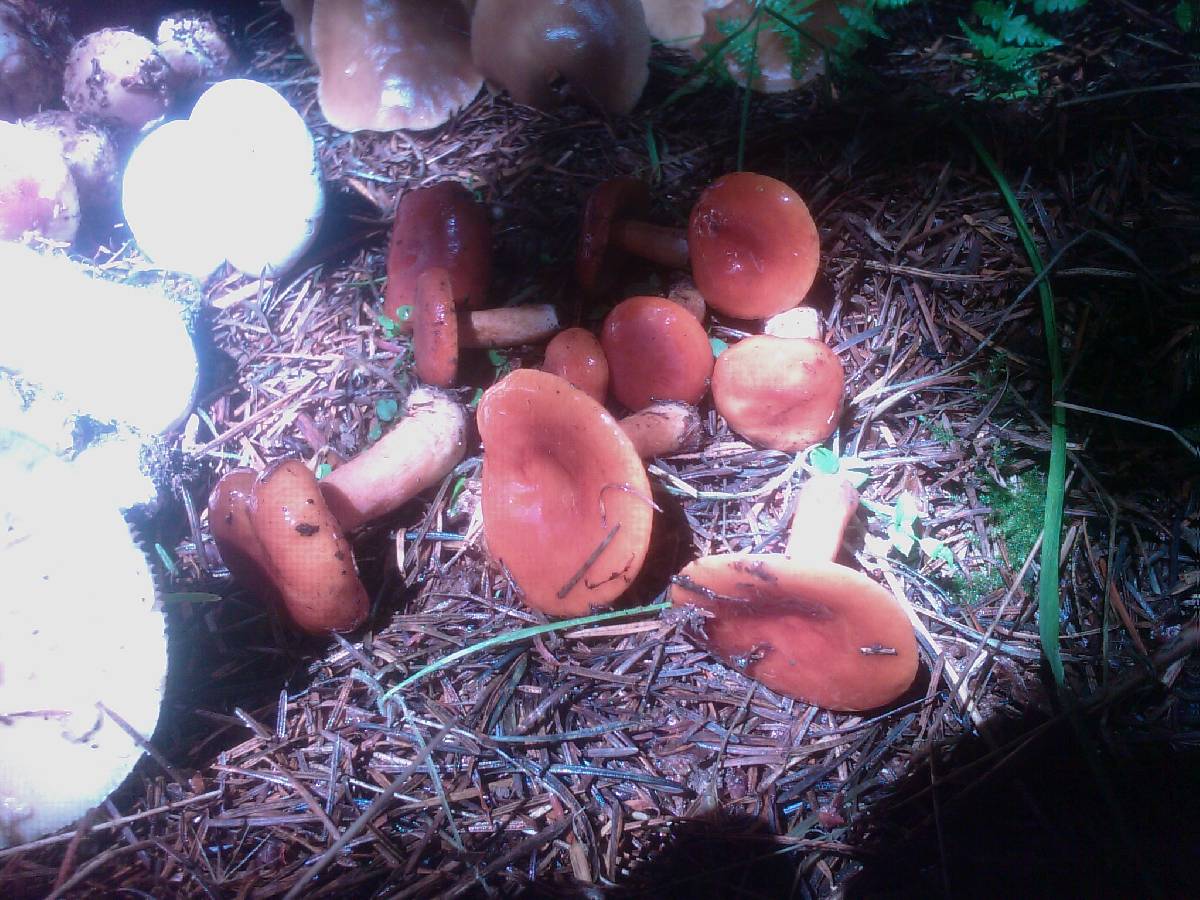 Lactarius luculentus image