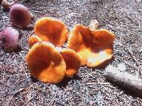 Lactarius luculentus image