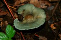 Clitocybe odora image