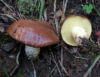 Suillus brevipes image