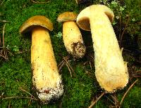 Suillus tomentosus image