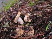 Russula cerolens image