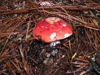 Russula cremoricolor image