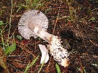 Amanita pachycolea image