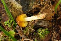 Pluteus romellii image