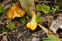 Pluteus romellii image
