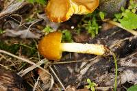 Pluteus romellii image