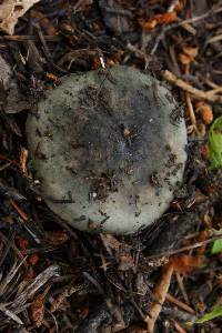 Russula aeruginea image