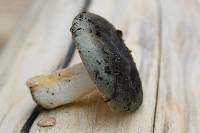 Russula aeruginea image