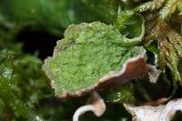 Peltigera aphthosa image