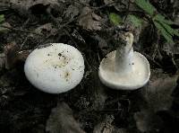 Lactarius piperatus image