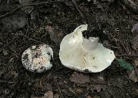Russula chloroides image