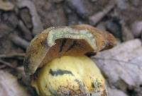 Boletus queletii image