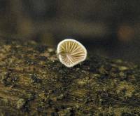 Crepidotus cesatii image