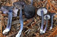 Entoloma pigmentosipes image