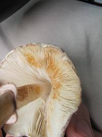 Leucoagaricus americanus image