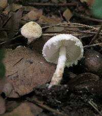 Cystolepiota pulverulenta image