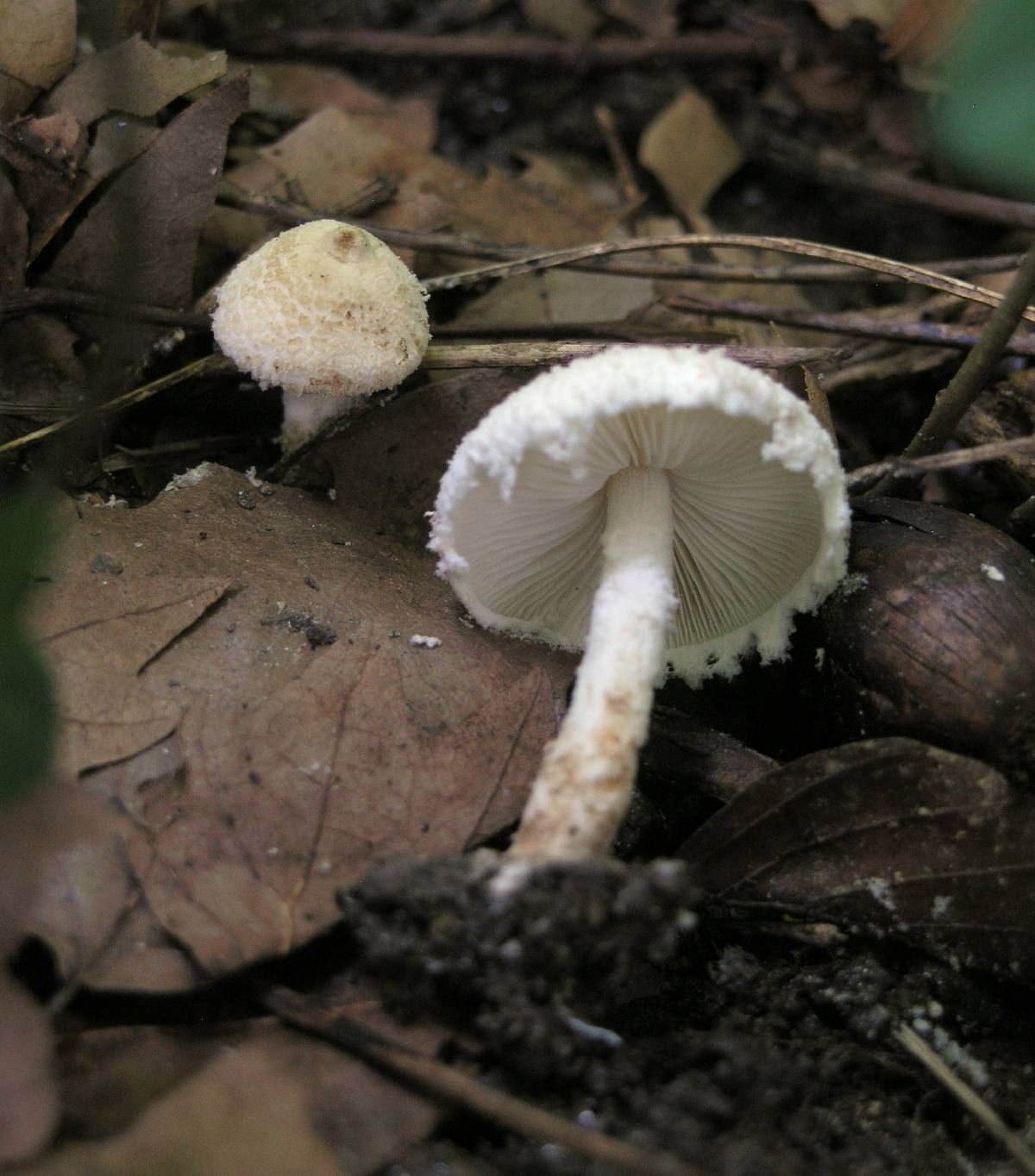 Cystolepiota pulverulenta image