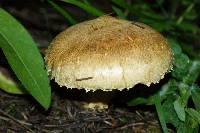 Stropharia kauffmanii image