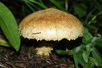 Stropharia kauffmanii image