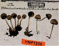 Coprinellus impatiens image