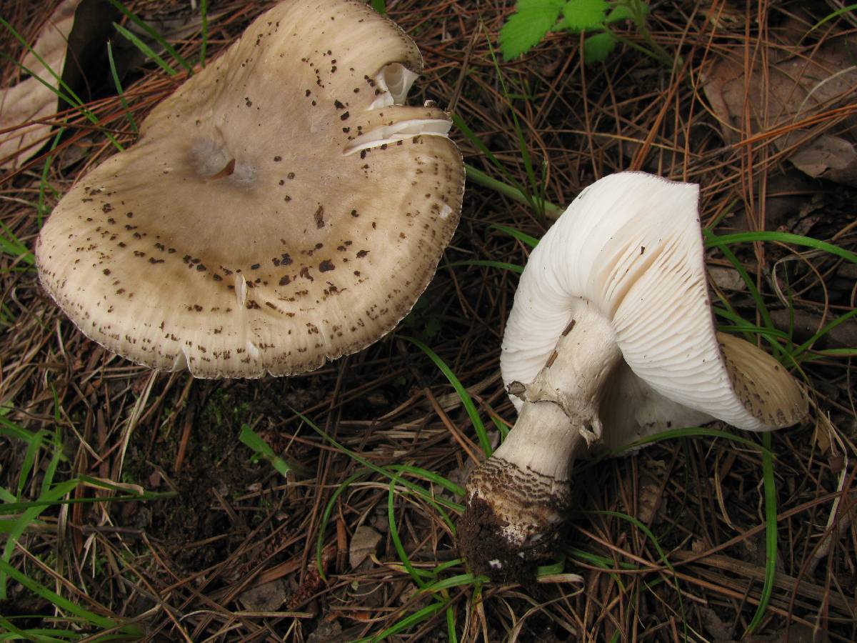 Amanita fritillaria image