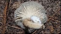 Amanita sect. Vaginatae image