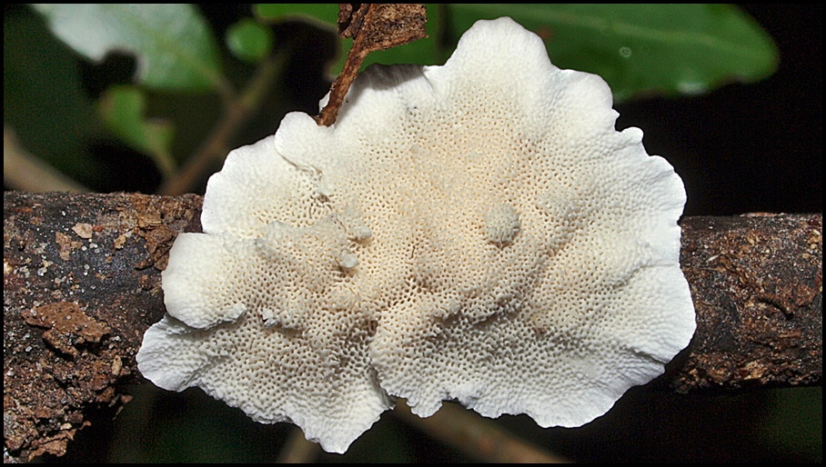 Datronia stereoides image