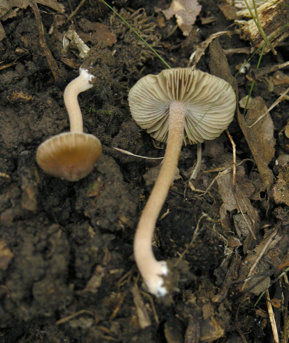 Inocybe asterospora image