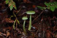 Gliophorus graminicolor image