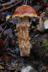 Austroboletus lacunosus image