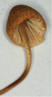 Mycena citrinomarginata image