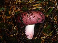 Russula xerampelina image