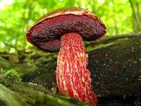 Boletus frostii image