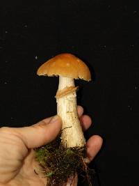 Cortinarius caperatus image